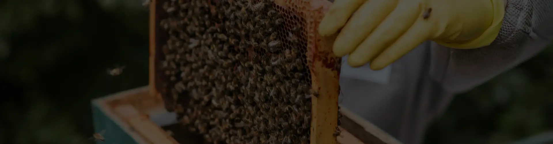 Beekeeper collecting honey