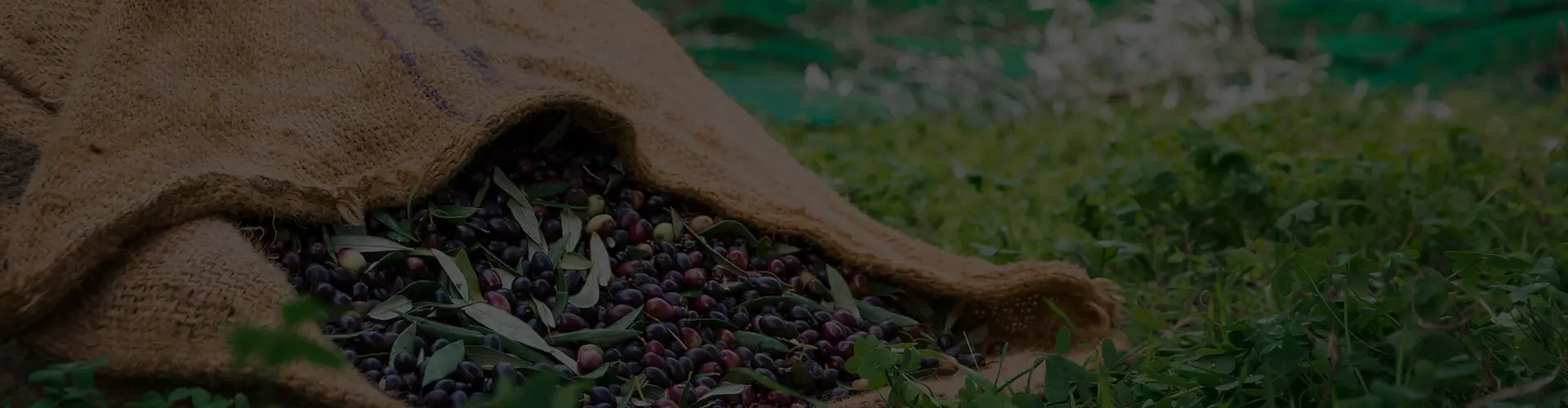 Olives at the field